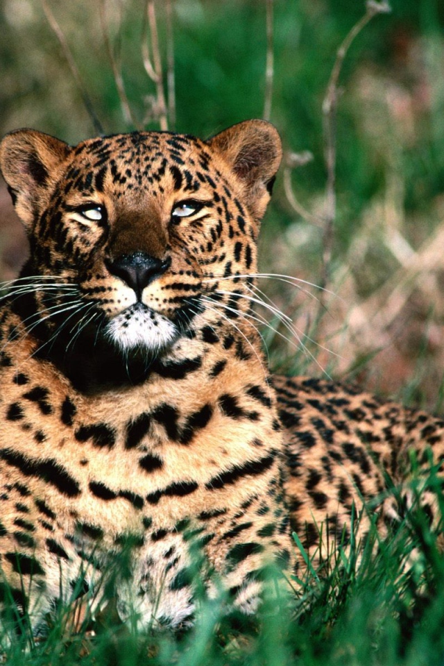 Леопард отдыхает после обеда