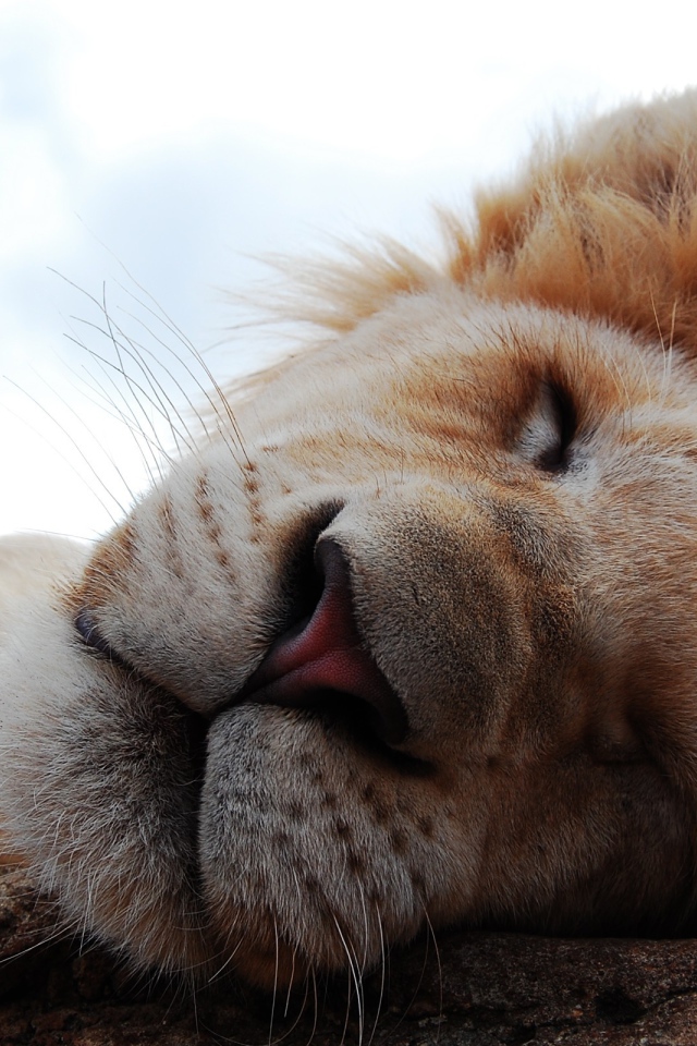 Львиный сон