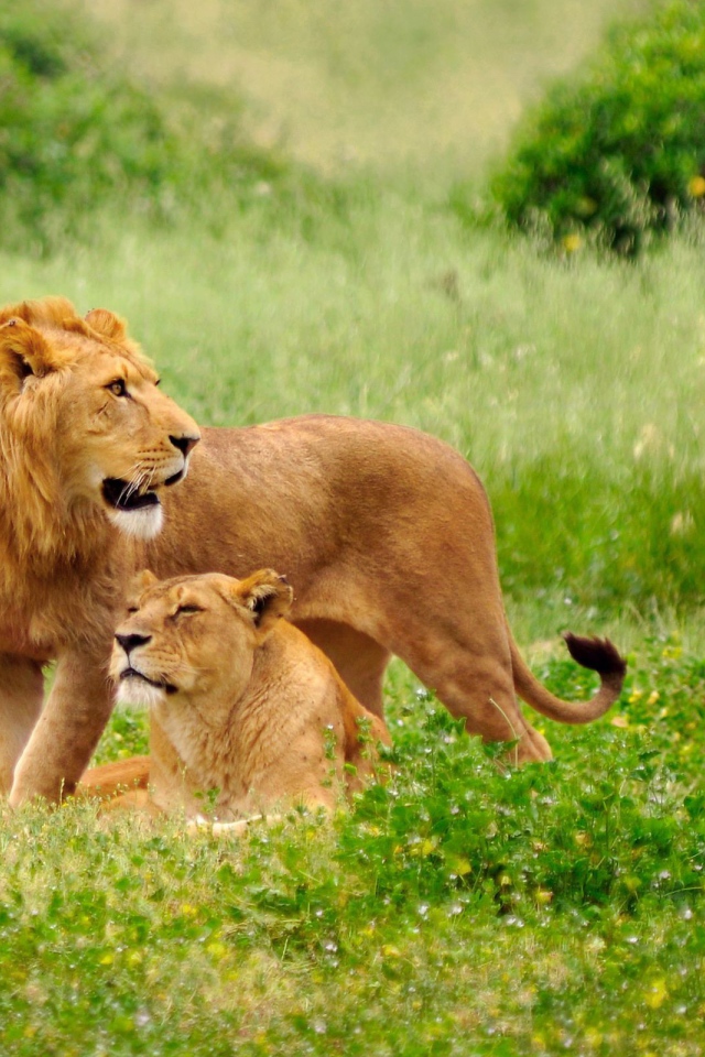 Львиная семья