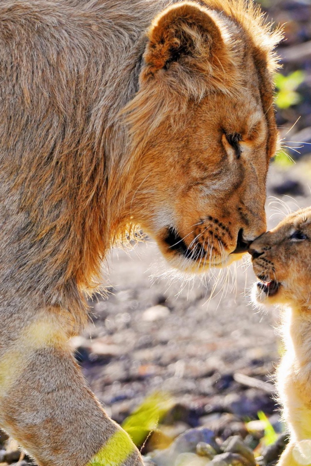 Львица и львенок