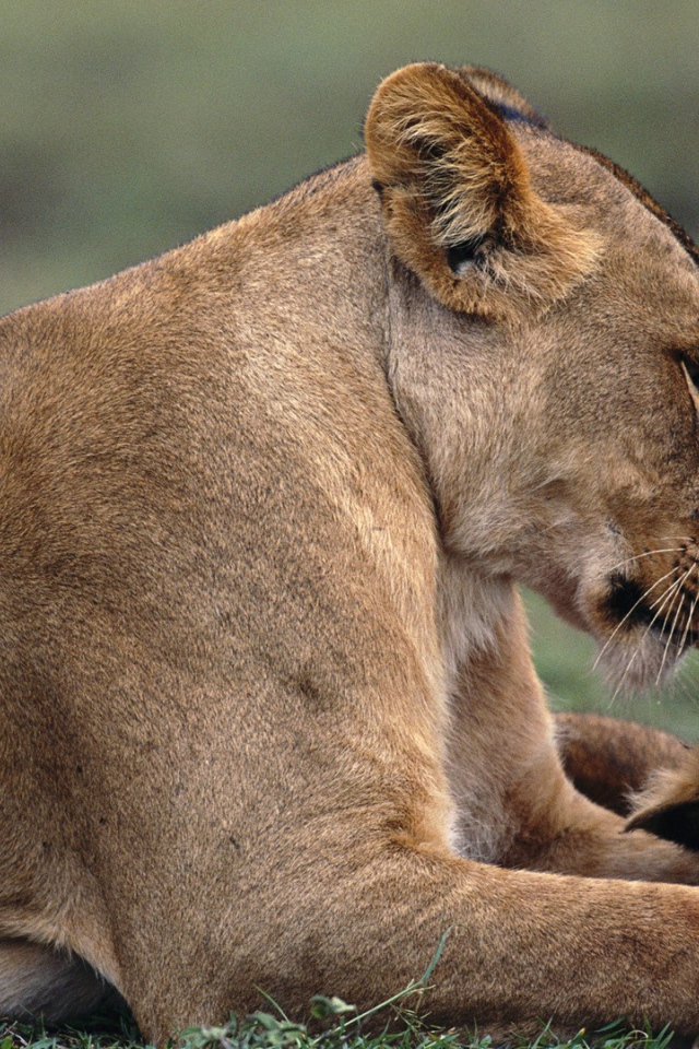 Львица с львенком