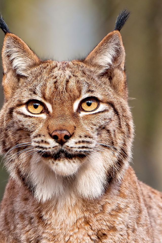 Рысь с кисточками