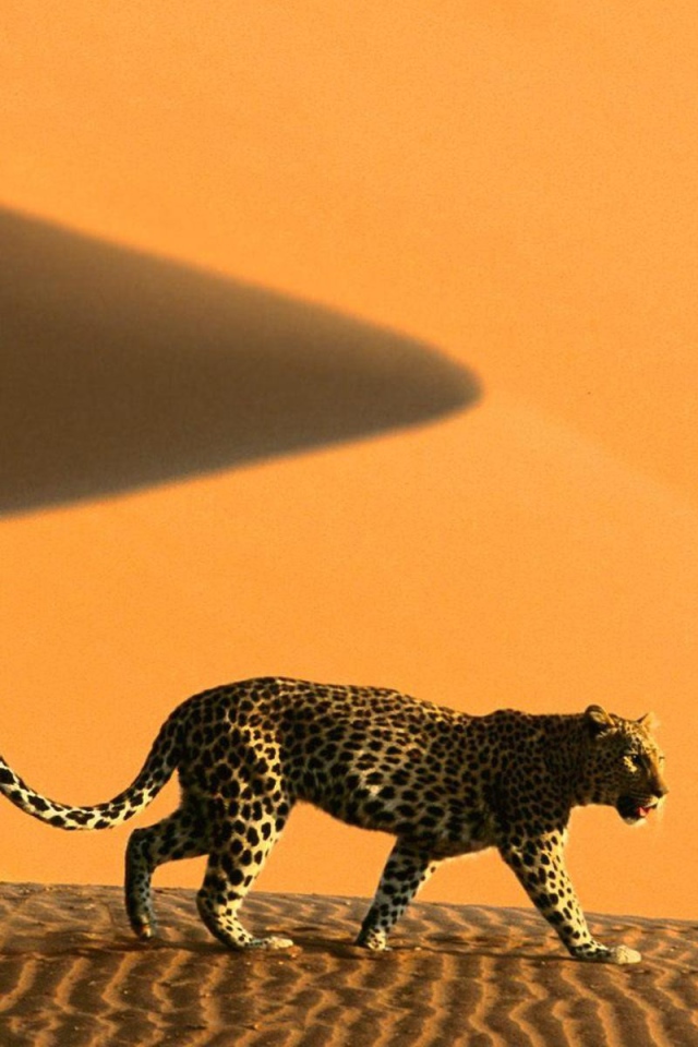 Намибия леопард на дюнах