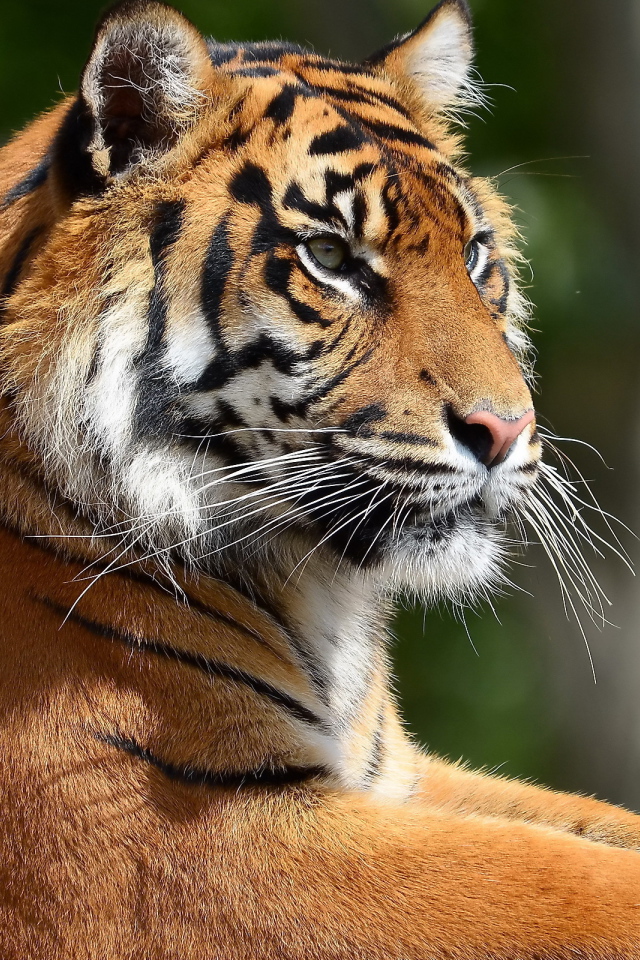 Портрет тигра в профиль