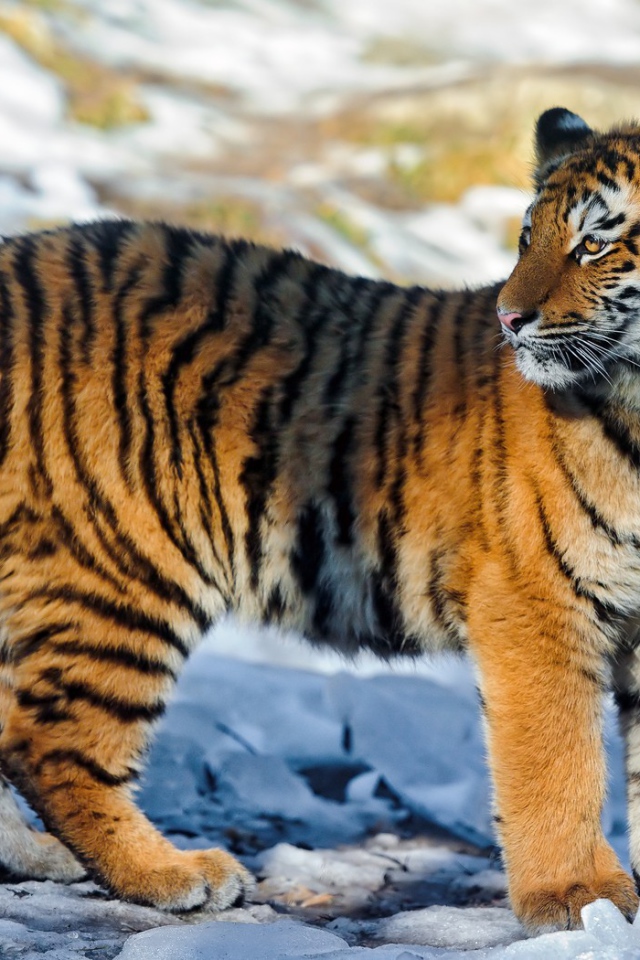 Полосатый тигр на снегу