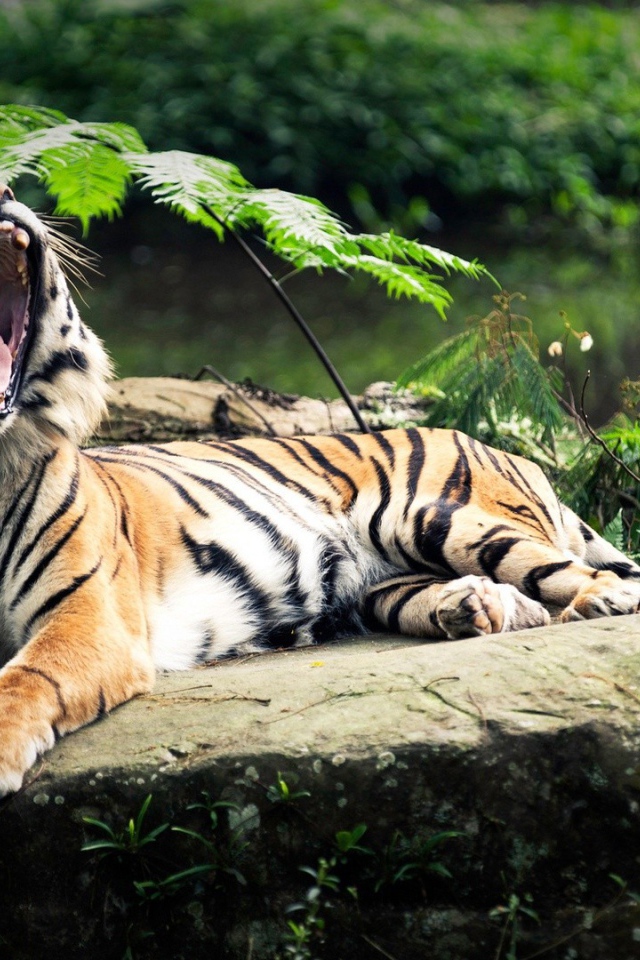 Пасть тигра