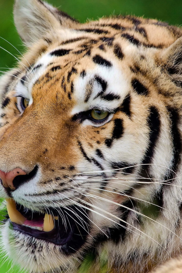 Тигр скалит зубы