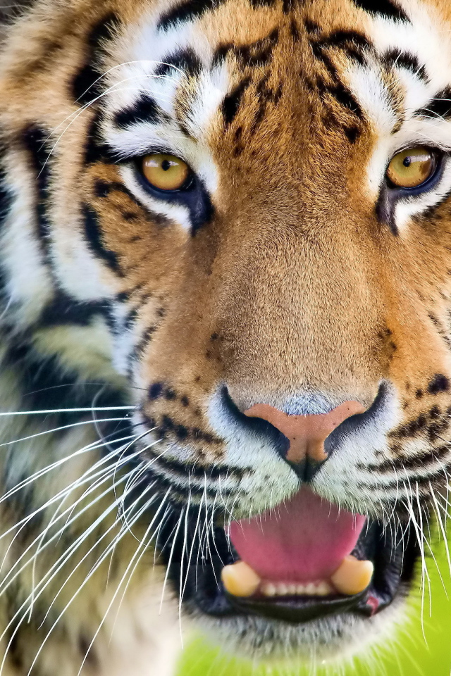 Тигр рычит оскалив зубы