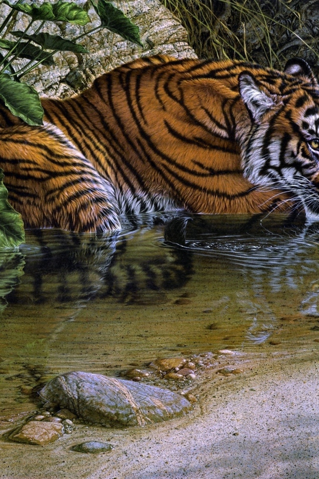 Тигр лежит у воды