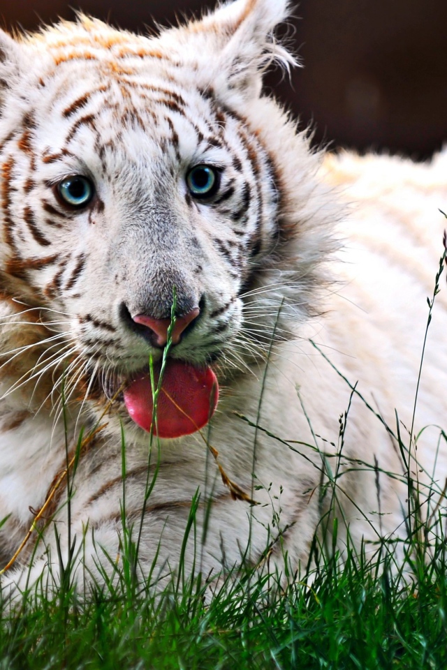 Белый тигренок