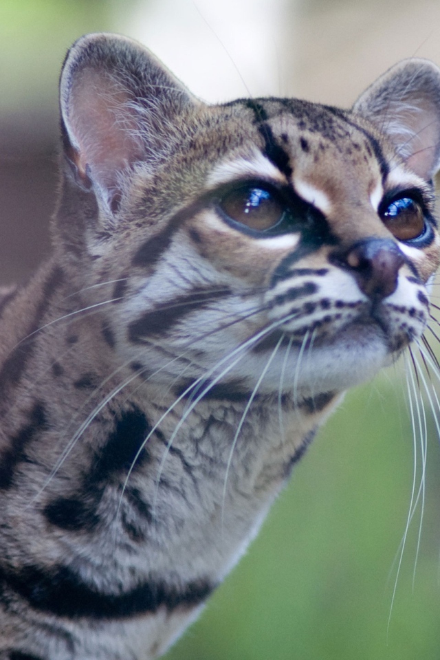 Дикая кошка Margay