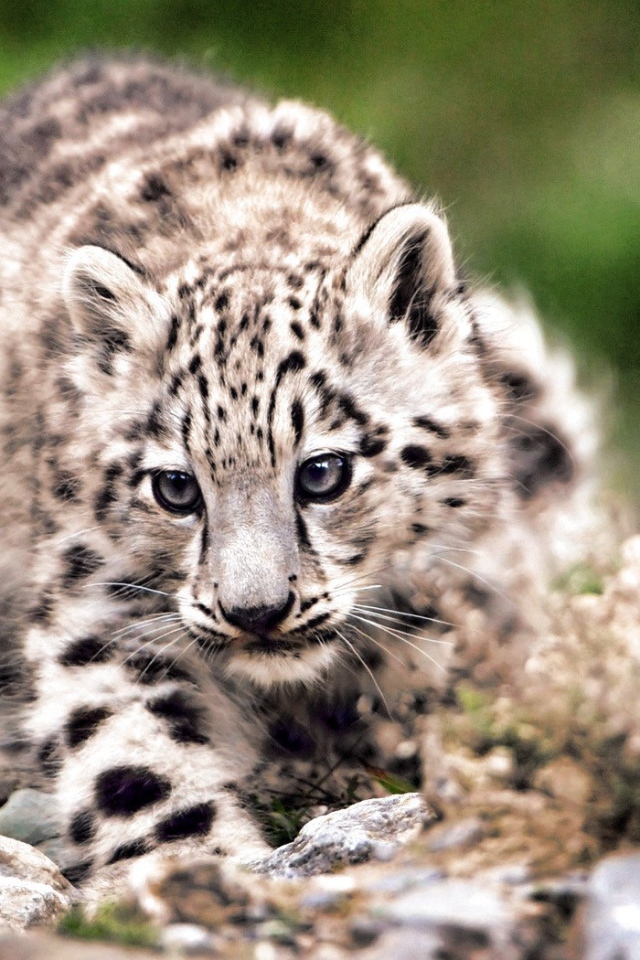 Дикая кошка на охоте