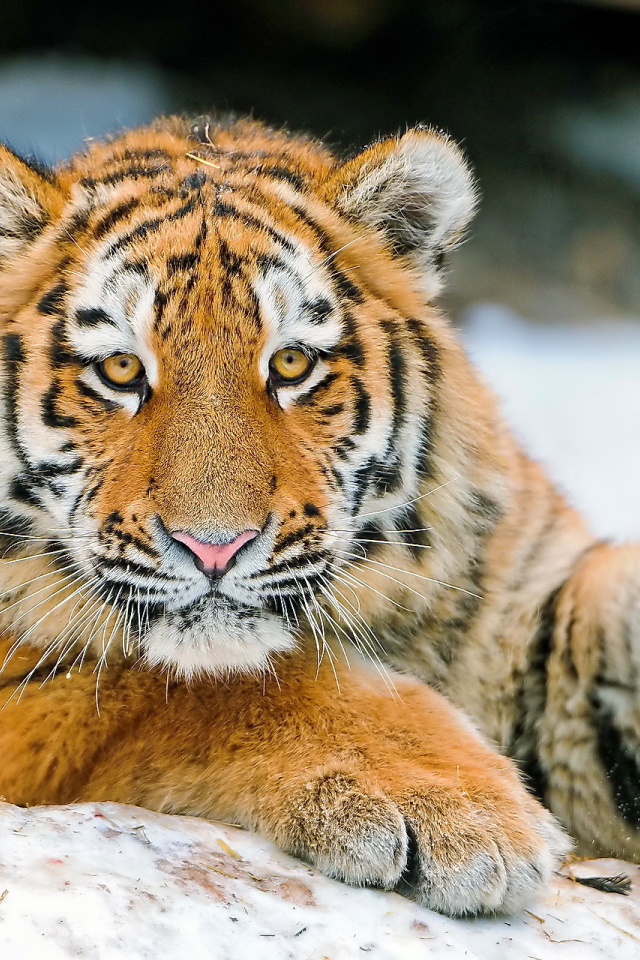 Молодой тигр играет