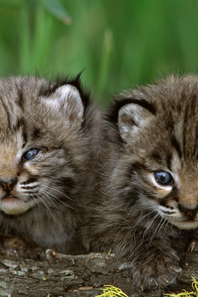 Пара милых котят