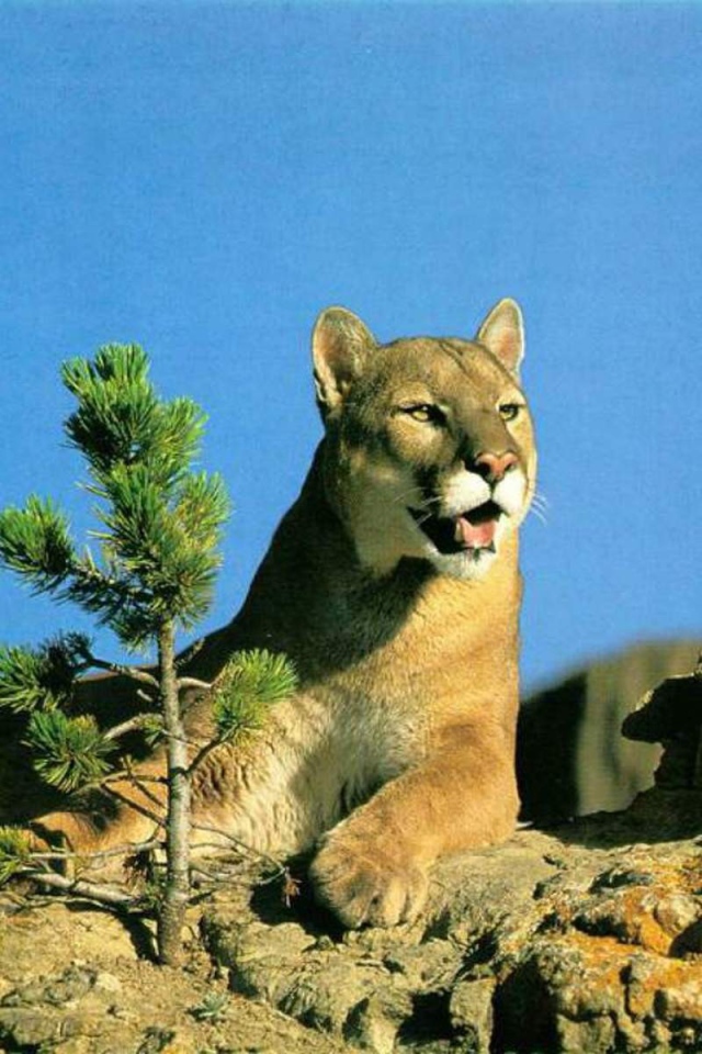 Леопард лежит на горе