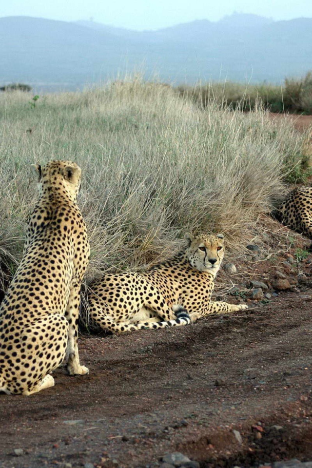 Леопарды лежат на дороге