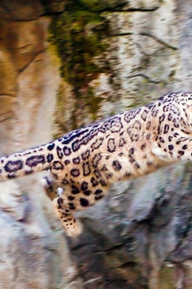 Снежный барс прыгает со скалы