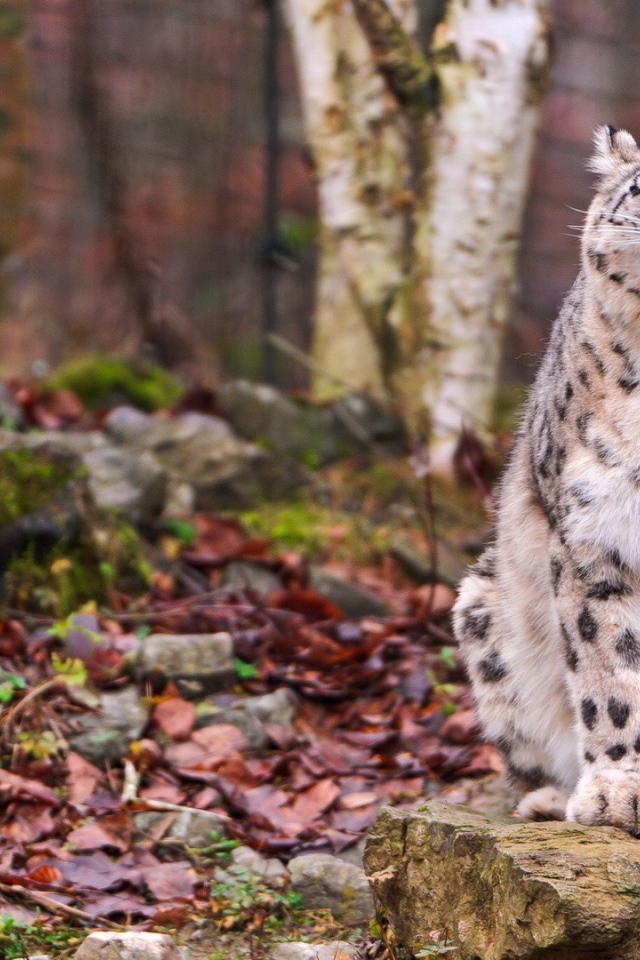 Снежный барс сидит