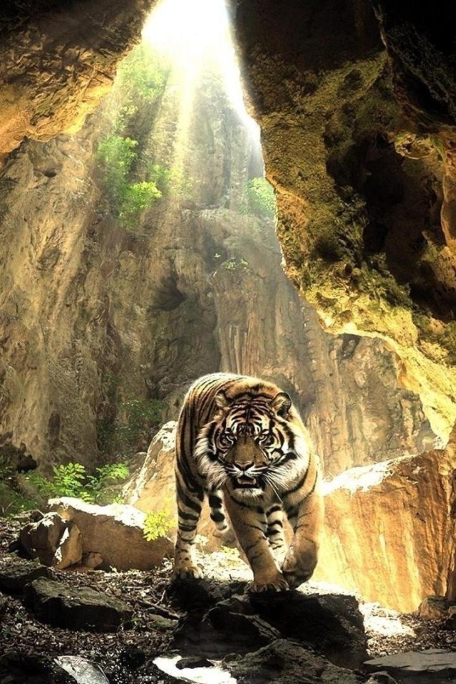 Тигр в пещере