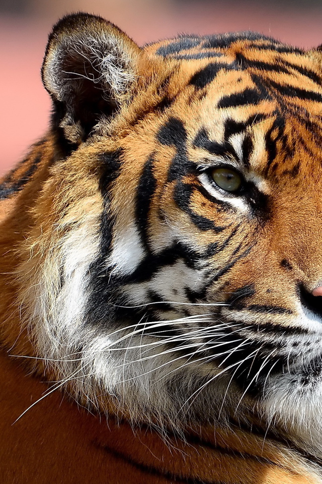 Усатая морда тигра