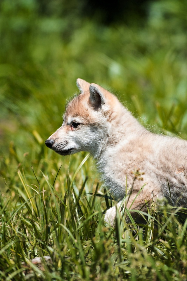 Волчонок на охоте