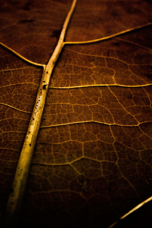 Фон высохший лист