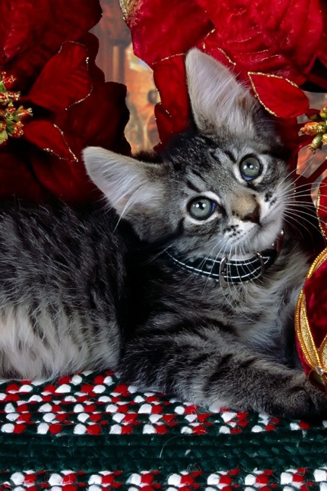 Серый котёнок на рождество