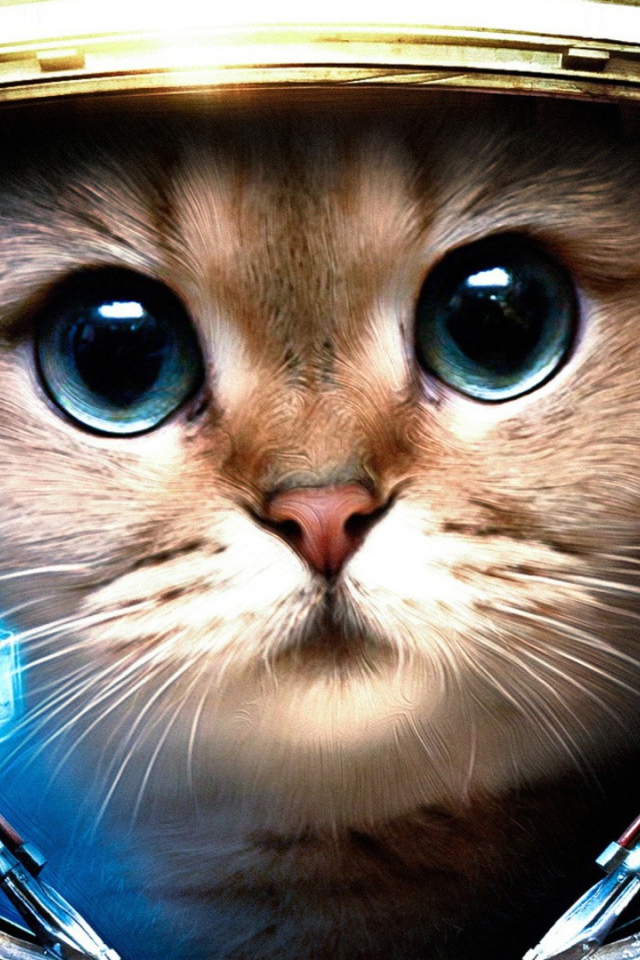 Кот космонавт