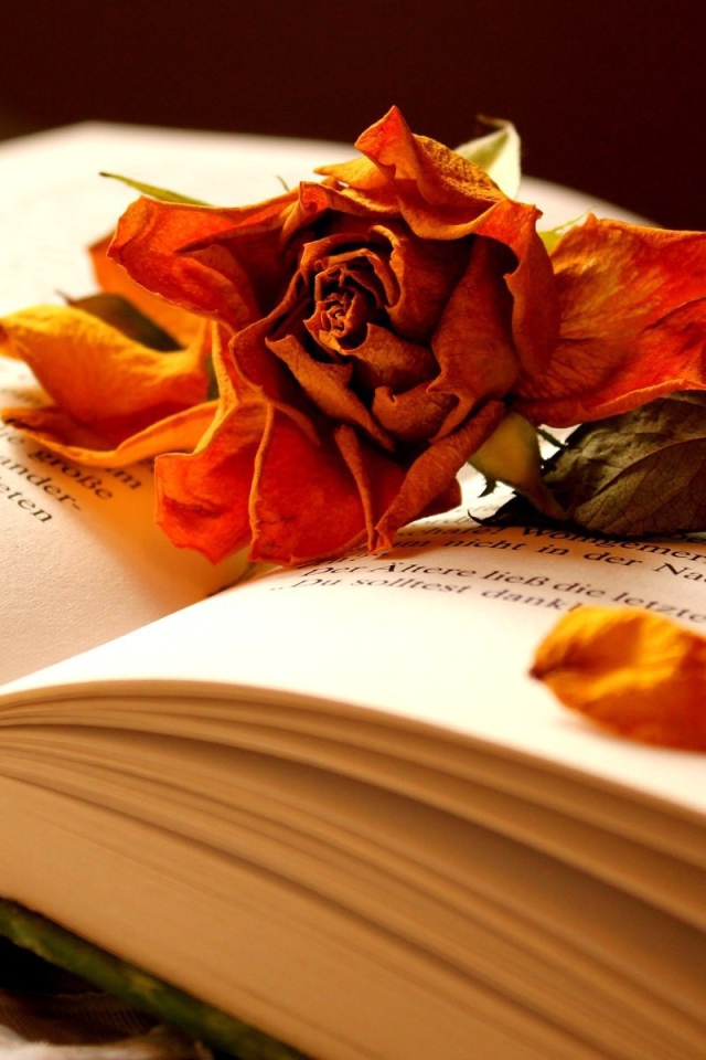 Открытая книга