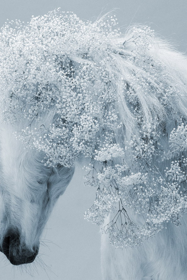 Зимняя лошадь