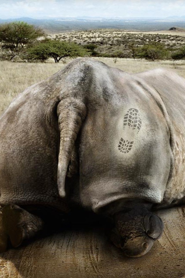 Носорог получил пинка