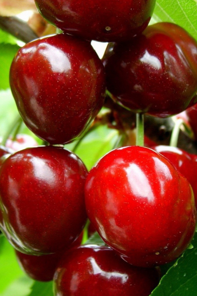 Спелая вишня на ветке