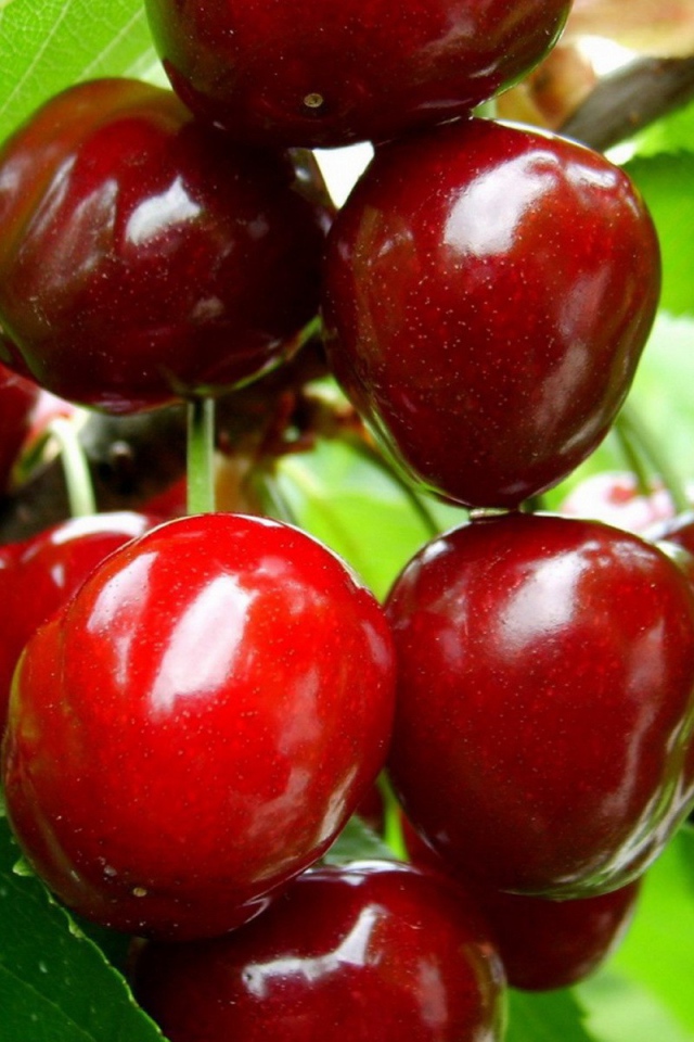 Зрелые плоды вишни