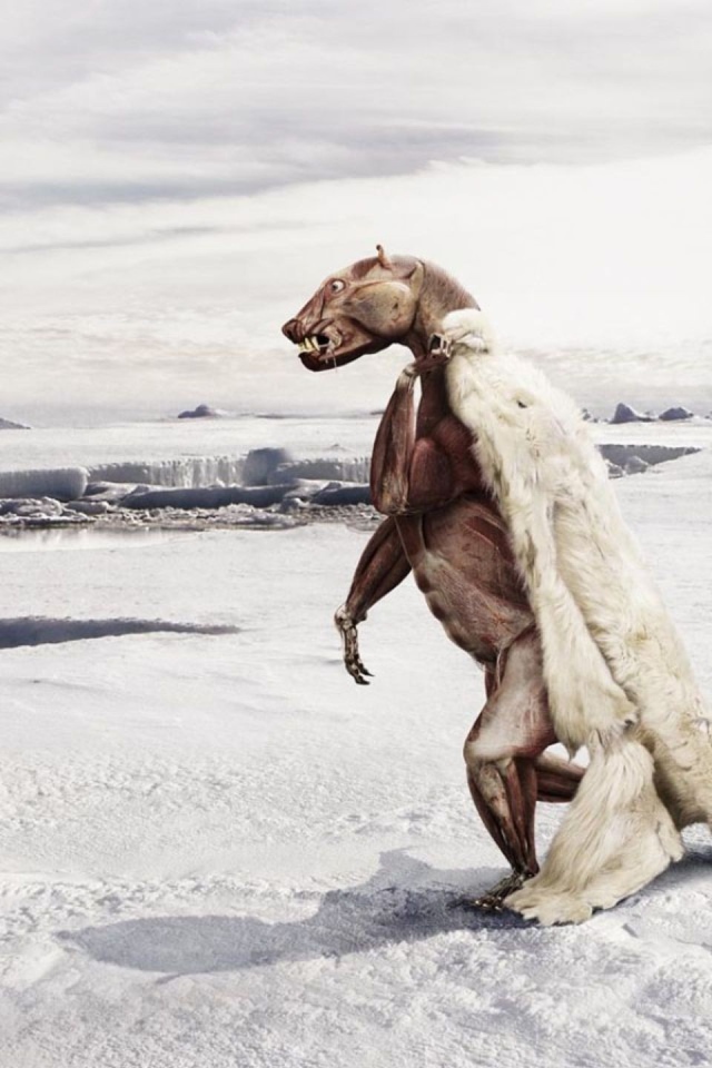 Белому медведю жарко