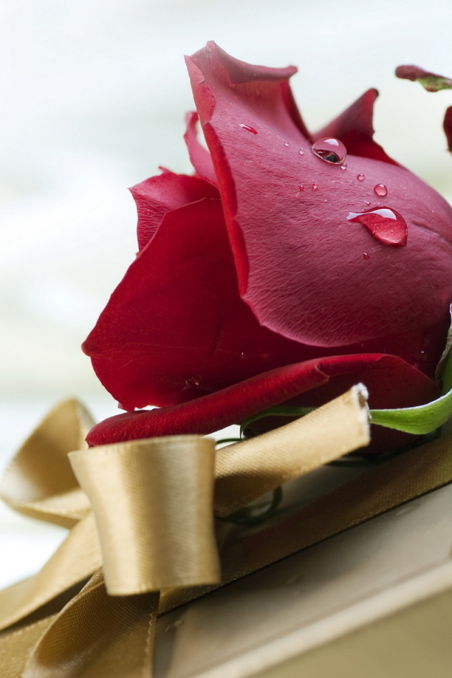 Красная роза и подарок на день рождения