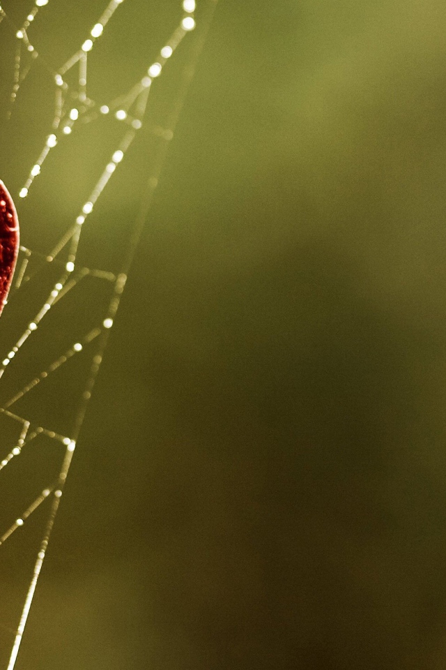 Паутина любви