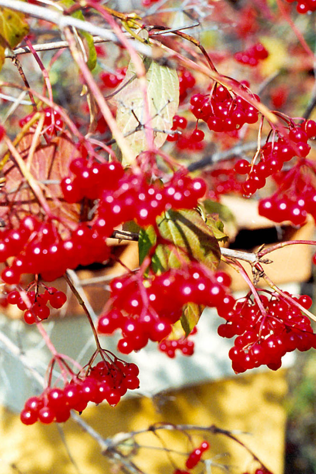  Калина Красная