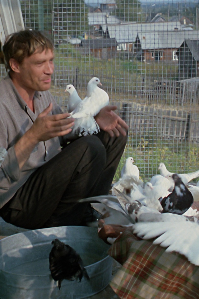 Любовь и голуби