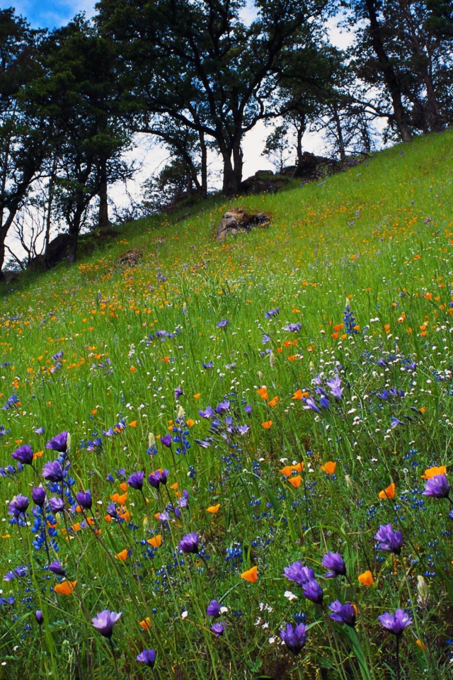 Цветочный склон