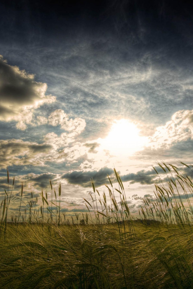 Пшеничное поле летом