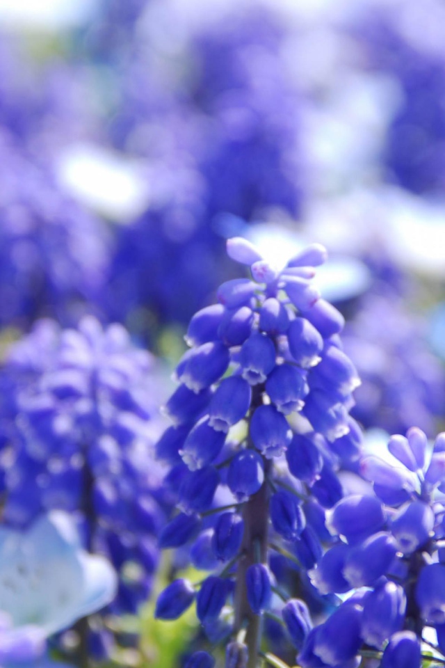 Голубые Гиацинты