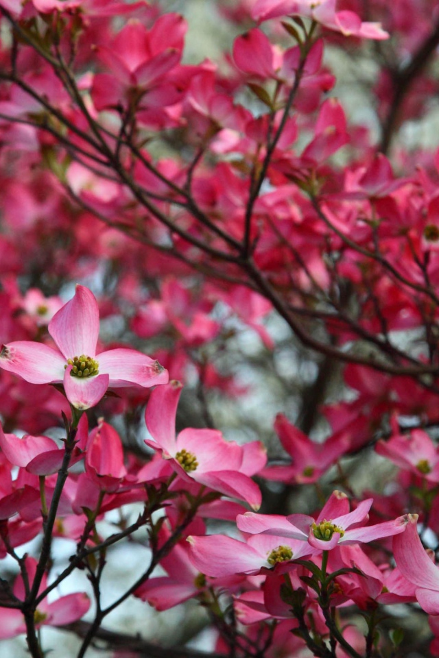 Веточка розовых цветов