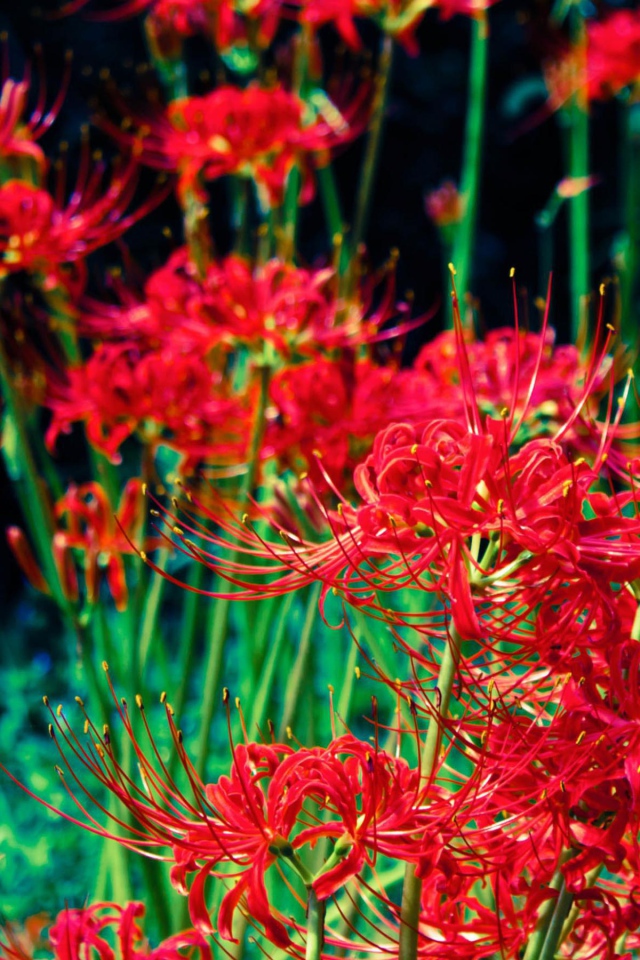 Яркие красные цветы