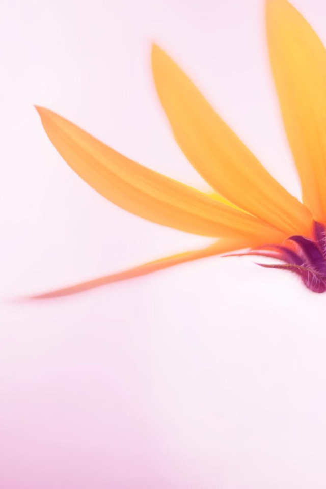 Нежный желтый цветок