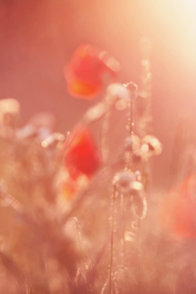 Поле алых маков