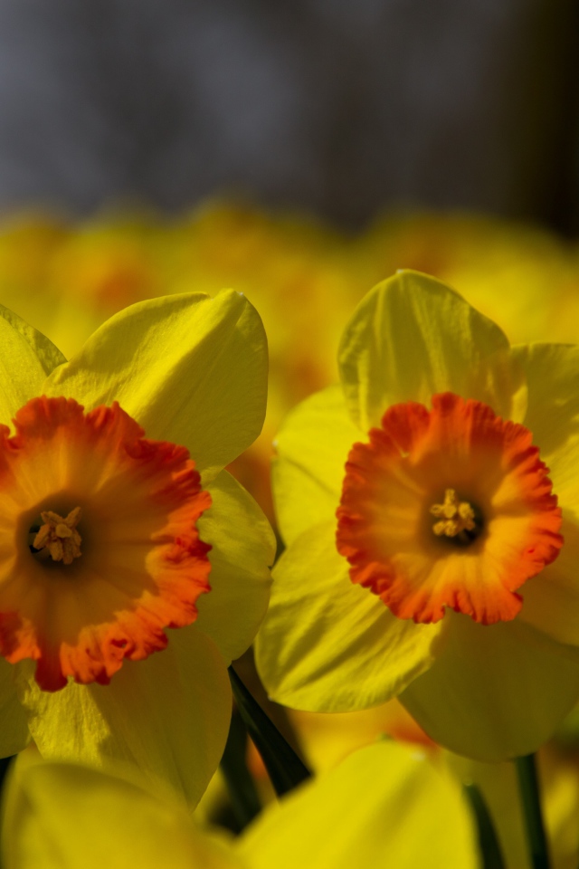 Поле желтых цветов