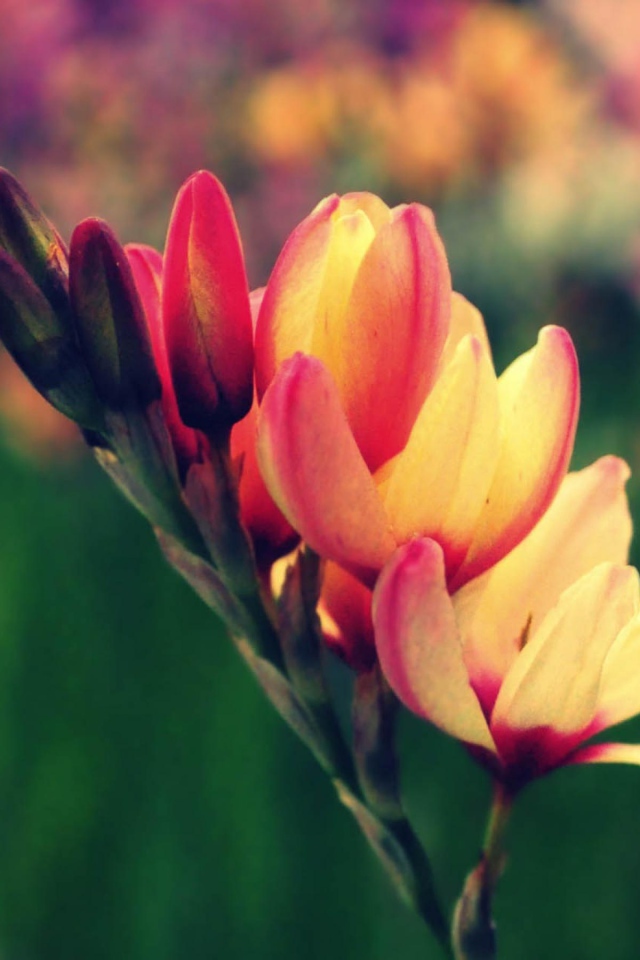 Цветы в саду