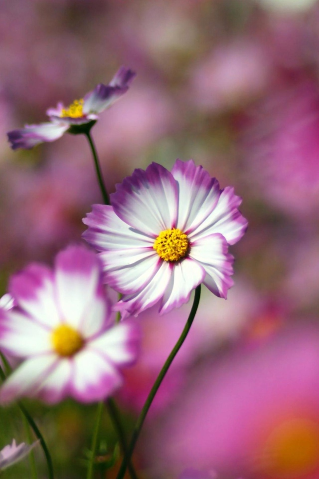 Цветы с желтым центром