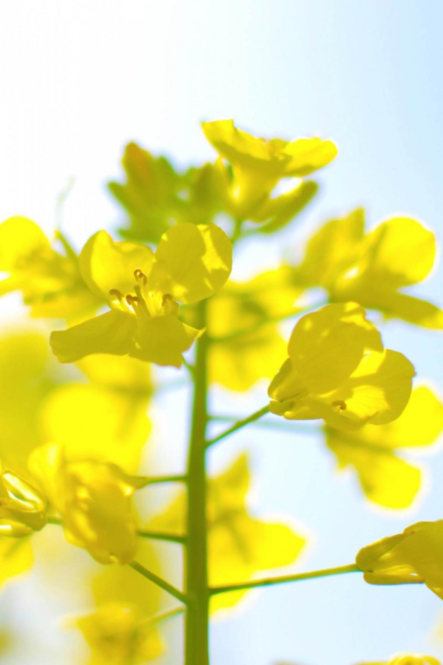 Нежные цветы