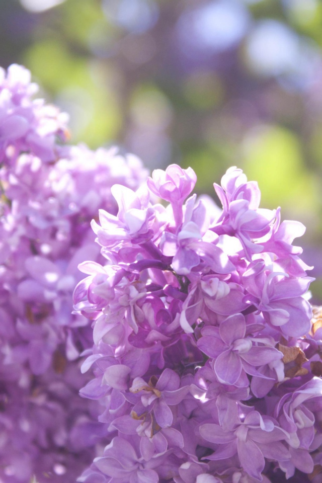 Нежная сирень